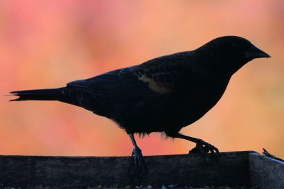 1 Rotfluegelstaerling Nova Scotia P1060066